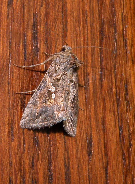 Noctuidae: Trichoplusia ni ? - S